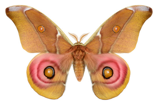 Huge Pink Madagascar Bulls Eye Moth (Antherina suraka, male) isolated on white background