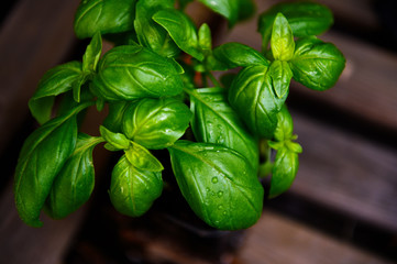 Fresh basil on a dark background. Green basil on a dark background. Food background. A lot of basil.