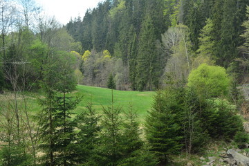 Fototapeta na wymiar Schwarzwassertal im Erzgebirge