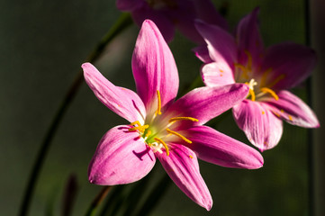 decorative pink flower rain lily Zephyranthes grandiflora on blurred background closeup