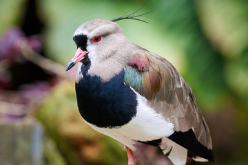 Southern lapwing Bird closeup ( Vanellus chilensis )	
