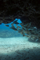 Peces en cueva del Tiburón. Puerto Morelos, Quintana Roo. México.