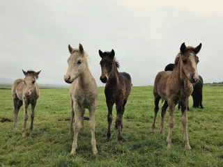 Fototapeta na wymiar Wild horses near Gilsstofa and Áshús in Glaumbaer in iceland. Farm animals posing for picture during cloudy day.