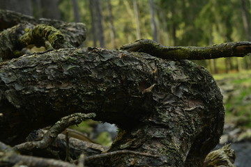 Schwarzwassertal im Erzgebirge