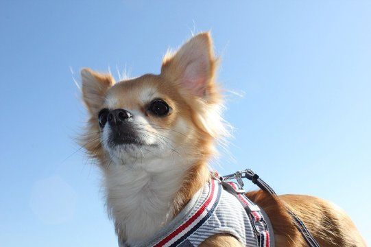 Low Angle Portrait Of Chihuahua