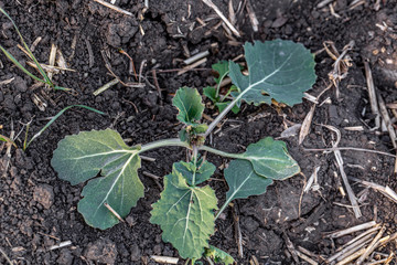 sprouts of winter rapeseed in spring