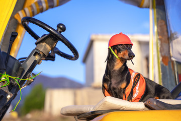 Dachshund dog, black and tan, in an orange construction vest and helmet sits in the cockpit of the...