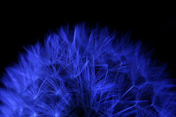 Blow a dandelion flower ball illuminated by blue light