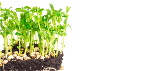 Garden green pea micro sprouts