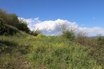 Many beautiful yellow flowers near the path. Bees gathered on them. And on the horizon, white clouds and blue sky.