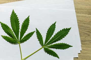 Two sheets of cannabis on a sheet of white paper. Top view, wooden background
