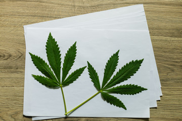 Two sheets of cannabis on a sheet of white paper. Top view, wooden background