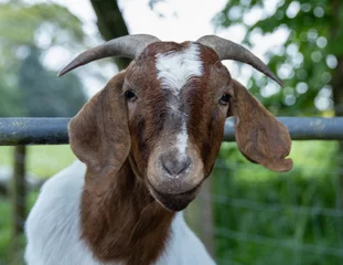Fotobehang Boer goat close up. Portrait. © Robert L Parker