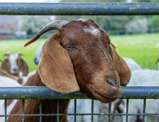Boer goat on the farm