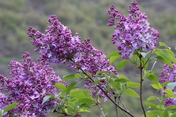 There are many flowers on lilac bushes. A quiet wind blows and carries the pleasant smell of lilac around.