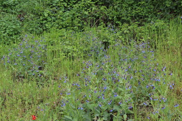 Wild blue flowers grew in the forest. Near fresh plants and a pleasant smell of flowers