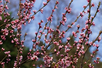 Tender pink plum flowers on a branch in the spring garden.