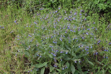 Wild blue flowers grew in the forest. Near fresh plants and a pleasant smell of flowers