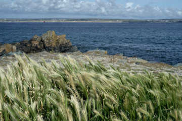 Defocused view to the ocean. Selective focus on coastal grass.