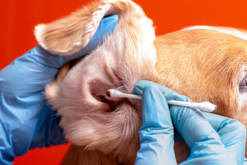 Cleaning the dog's ears. The doctor examines the dog's ears