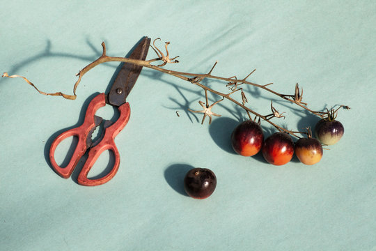 Scissors And Purple Vine Tomatoes