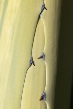 Extreme close up spiky green cactus leaf
