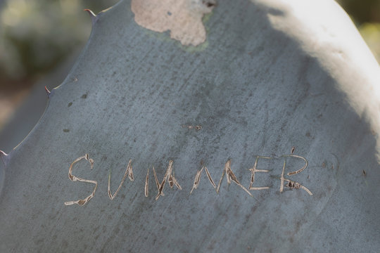 Close up summer text etched into cactus leaf