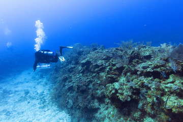 Fototapeta na wymiar Buzo en arrecife en la Riviera Maya