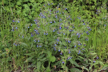 Wild blue flowers grew in the forest. In a circle of fresh plants and a pleasant smell of flowers.