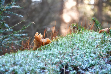 Zmarznięty grzyb © Artur