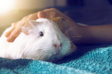A small white Guinea pig. Comfort with Pets.