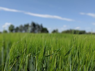 green grass and blue sky