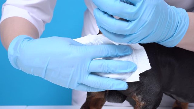 Veterinarian in medical coat and rubber sterile gloves cleans paraanal glands of dachshund dog with napkin on blue background. Necessary procedure for pet health. Prevent and treat diseases.