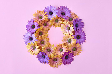Circle wreath of pink and yellow daisy flowers on pink background. Top view, flat lay