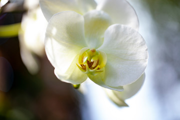 Naklejka na ściany i meble White Orchid ath The New York Botanical gardens