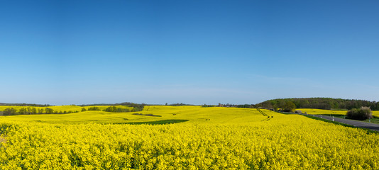 Panorama eines Rapsfeldes. Fahrspuren von Landwirtschaftsmaschinen sind zu sehen. Am rechten Rand...