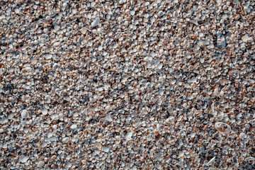 Texture of sea shells. Background for your creativity.