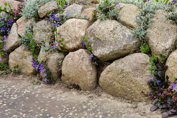 Feldsteinmauer mit lila Blumen und Dachwurz