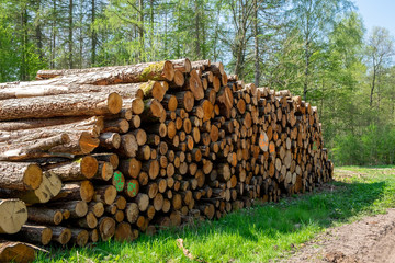 Gestapelte Baumstämme liegen neben einem Waldweg