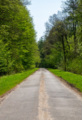 Eine schmale asphaltierte Straße führt durch den Wald.