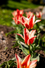 A bright red tulip flower background with a fade to white on the top for text. Use it for a spring or love concept.Growing tulips in your garden for sale. Landscape design.