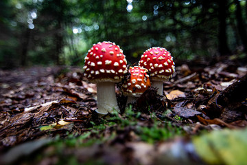 fly agaric mushroom