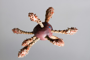 Model of the coronavirus virus