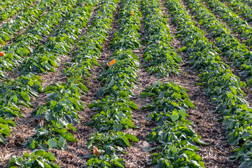 A beautiful field with rows of young plants of winter rape in the fall before leaving for the winter