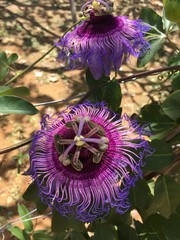 violet flower 