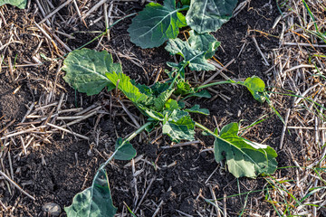 A beautiful field with rows of young plants of winter rape in the fall before leaving for the winter