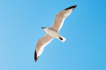 Seagull in sky over Trenc beach in Majorca