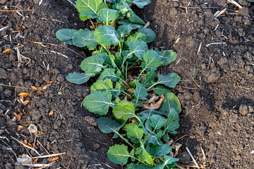 A beautiful field with rows of young plants of winter rape in the fall before leaving for the winter