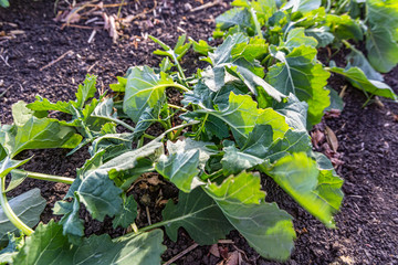 A beautiful field with rows of young plants of winter rape in the fall before leaving for the winter