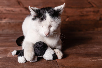 .A black and white cat lies with his eyes closed and hugs his toy with one paw. Cat and a plush dog. The cat loves its stuffed toy.